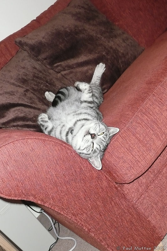 Photo P1030293 Bob The Cat Asleep
